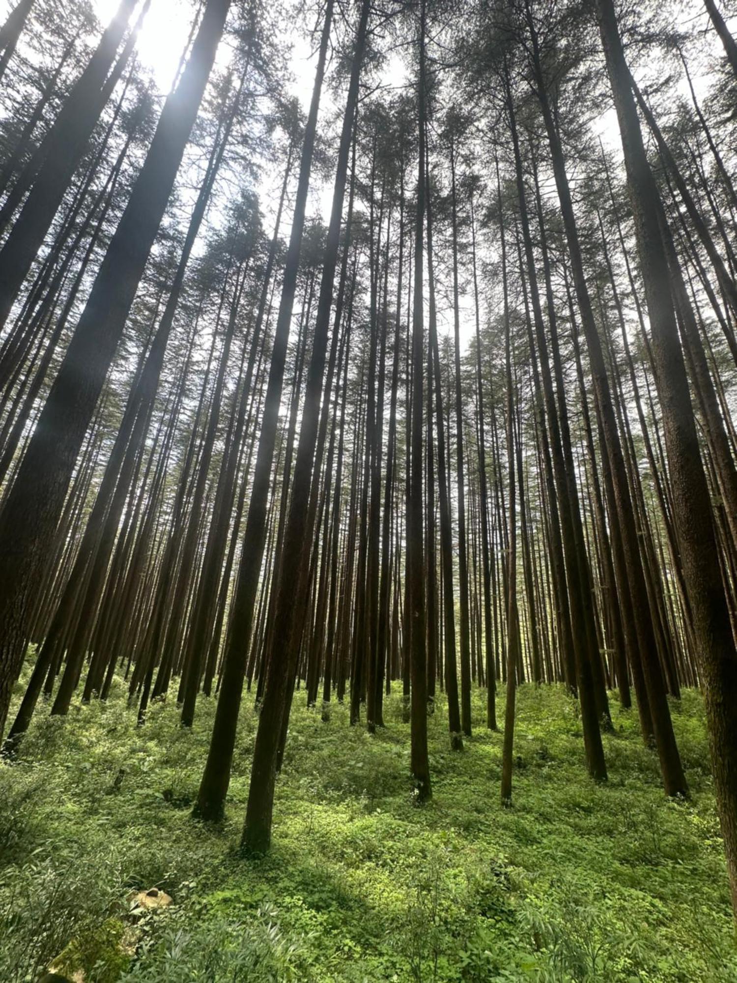 Deodar Village Homestay Devalsari Mussoorie Kültér fotó